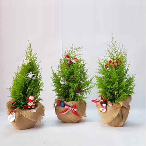 Sản phẩm để bàn 2