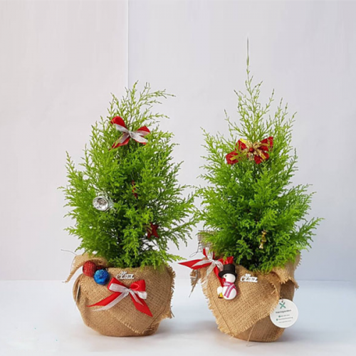 Sản phẩm để bàn 3